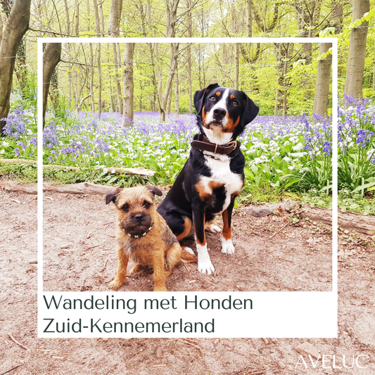 Wandeling met Honden Zuid-Kennemerland